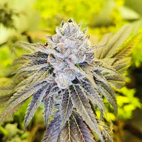 Double Slurry Seed > Pheno Finder Seeds | Feminized Cannabis   |  Indica